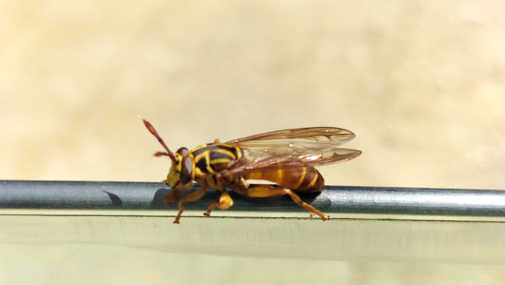 Sphiximorpha pyrrhocera
