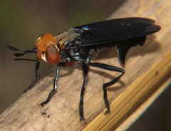 Archiconops pseudoerythrocephalus