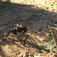 Eugaster