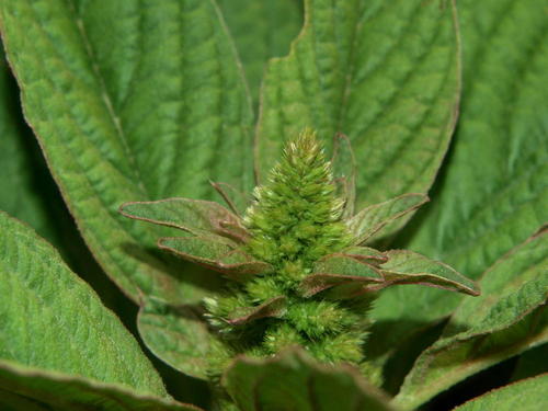 Smooth Pigweed