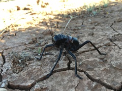 Eugaster