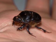 Onthophagini