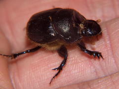 Onthophagini
