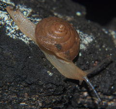 Trochonanina