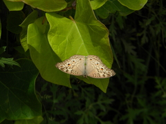 Junonia atlites