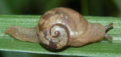 Sheldonia