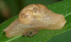 Sheldonia
