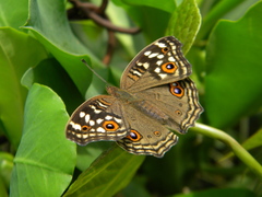 Junonia lemonias