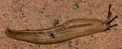 Urocyclidae