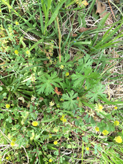 Trifolium dubium