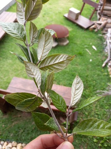 Trigonia nivea (Trigonia nivea)