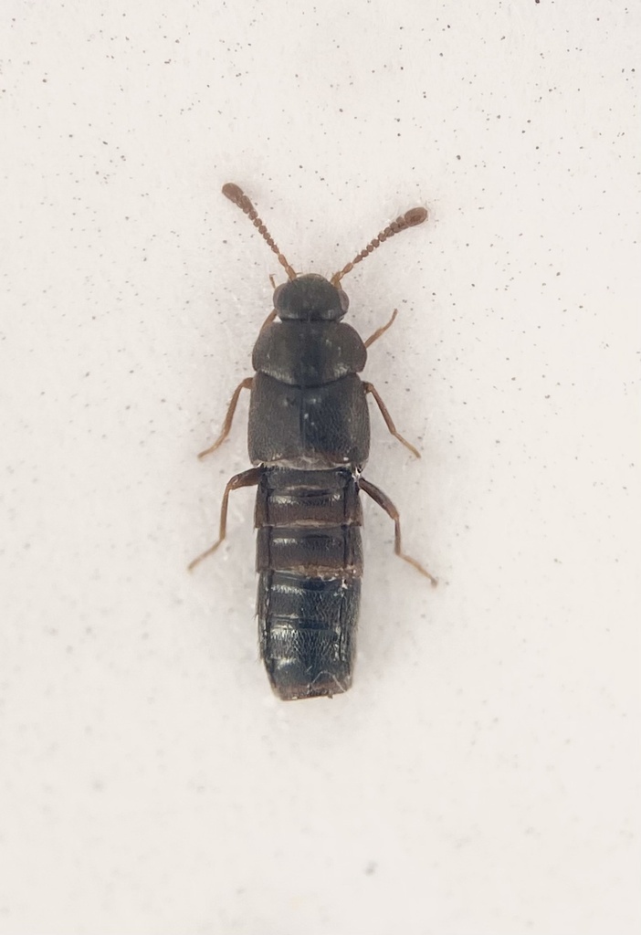 Cyphea wallisi
