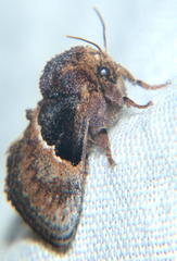 Afrobirthama flaccidia