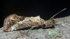 Rhynchodontodes antistropha
