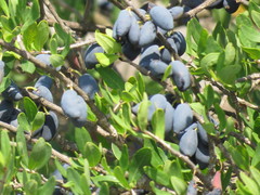 Forestiera phillyreoides