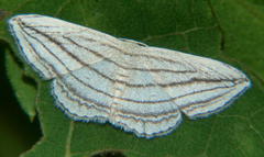 Scopula apicata