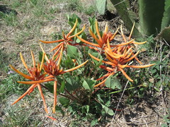 Erythrina leptorhiza