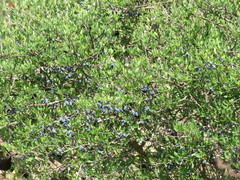 Forestiera phillyreoides