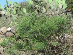 Forestiera phillyreoides