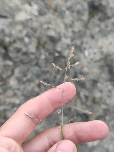 Puccinellia nipponica iNat (2)
