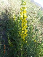Lebeckia sepiaria