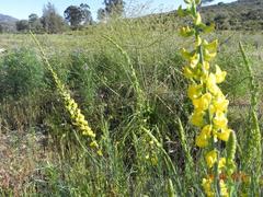 Lebeckia sepiaria