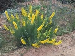 Lebeckia sepiaria