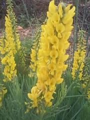 Lebeckia sepiaria