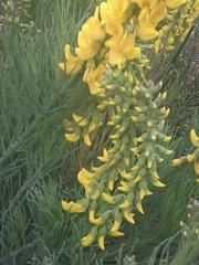 Lebeckia sepiaria