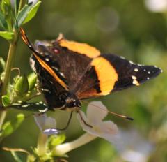 Vanessa dimorphica dimorphica
