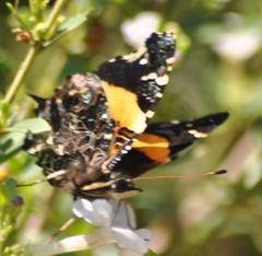 Vanessa dimorphica dimorphica