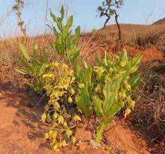 Ochna barbertonensis