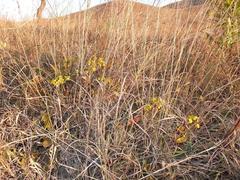 Ochna barbertonensis