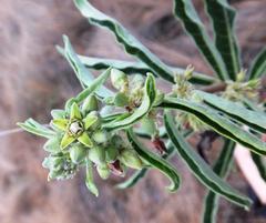 Raphionacme galpinii