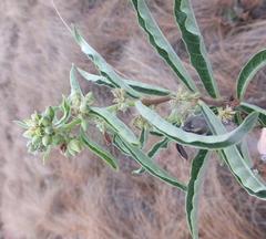 Raphionacme galpinii