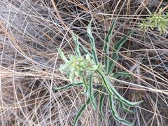 Raphionacme galpinii