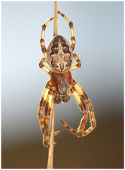 Larinioides suspicax