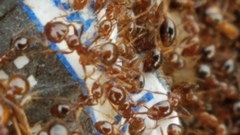 Solenopsis saevissima