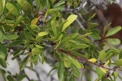 Rhamnus oleoides