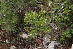 Rhamnus oleoides