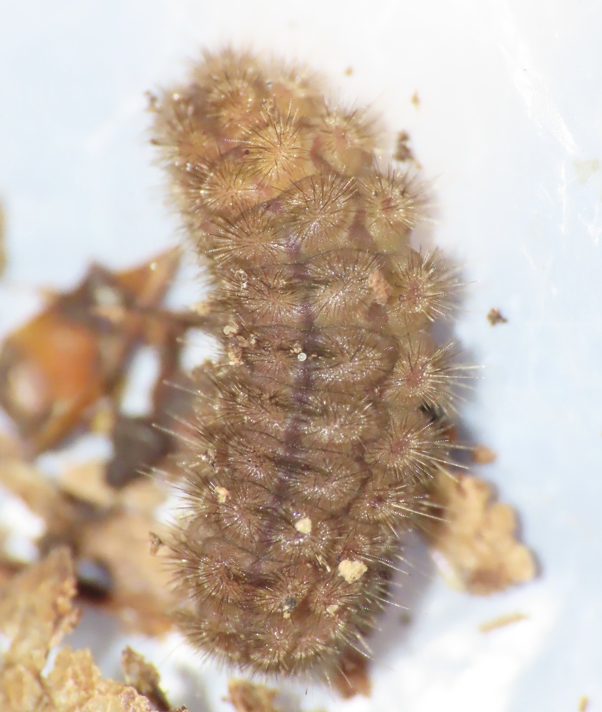 Orange-patched Smoky Moth from Montgomery County, MD, USA on August 6 ...