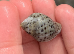 Acanthinucella punctulata