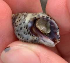 Acanthinucella punctulata