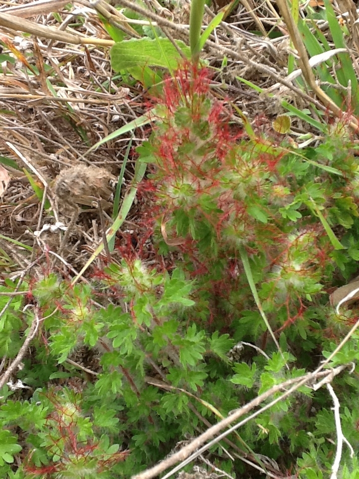 Acalypha radians
