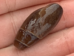 Atrimitra idae