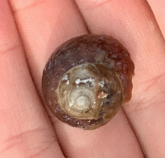 Tegula brunnea