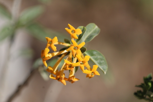 Orange jessamine (Cestrum aurantiacum)