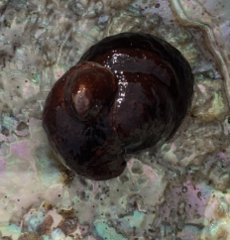 Tegula funebralis