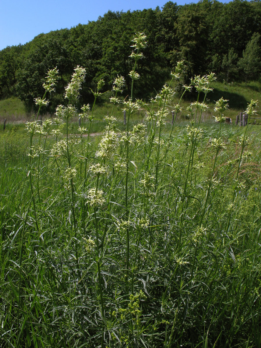 Silene sibirica