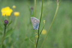 Polyommatus icarus